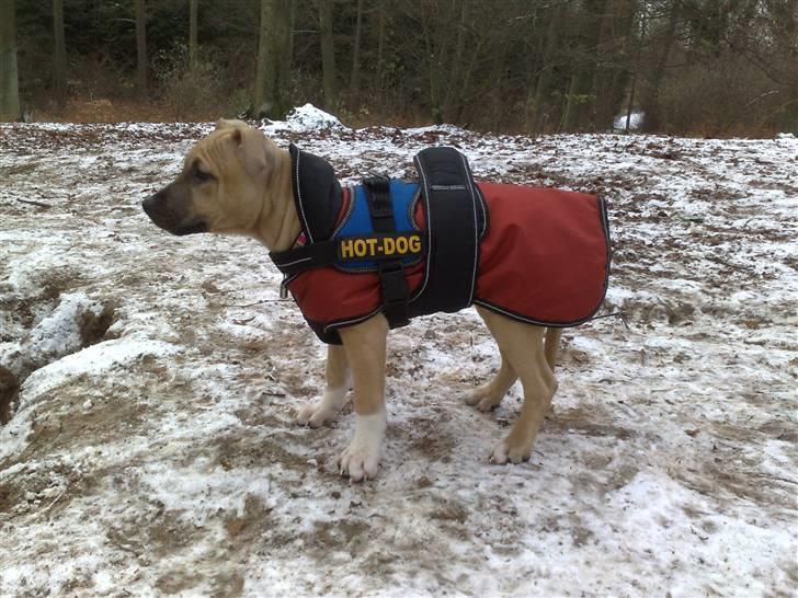 Amerikansk staffordshire terrier *UniQue* <3 Himmelhund <3 - UniQue i skoven billede 9