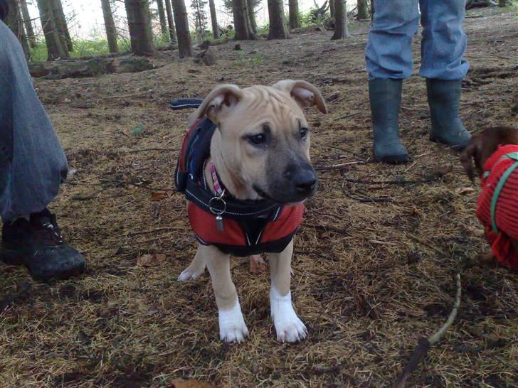 Amerikansk staffordshire terrier *UniQue* <3 Himmelhund <3 - UniQue i skoven billede 10