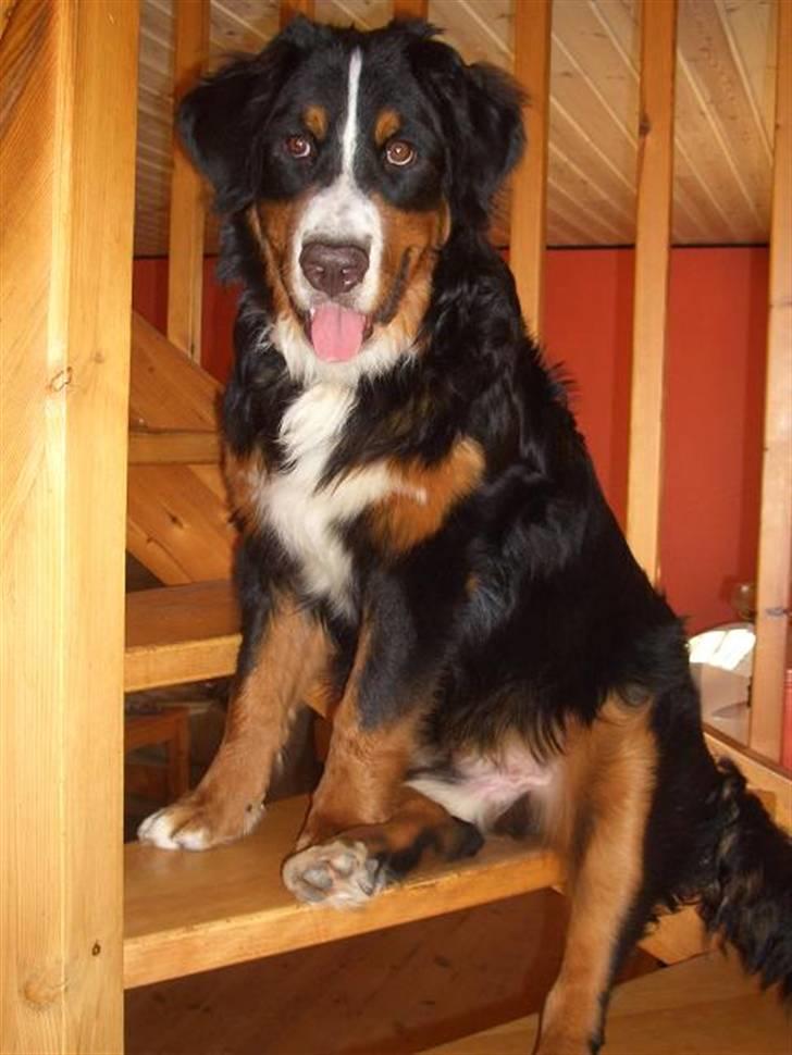 Berner sennenhund Samson - se mig, se mig, se mig....  det var tider.... billede 8