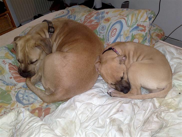 Amerikansk staffordshire terrier *UniQue* <3 Himmelhund <3 - UniQue & Gucci ligger og slapper lidt af efter en tur på fodboldbanen billede 11