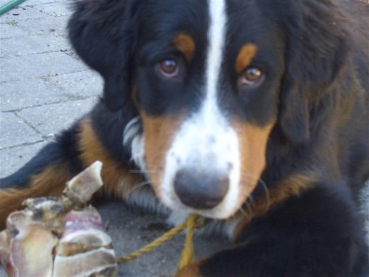 Berner sennenhund Samson - Samsons: Jeg laver ikke ulykker..... ( endnu ).   den gang fuld af energi... billede 10