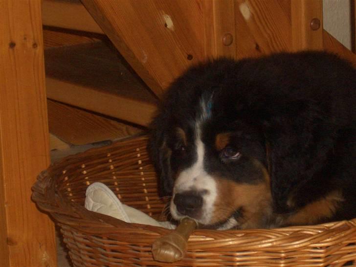 Berner sennenhund Samson - kurven var go´ at tykke i med den er han selvfølgelig blevet for stor til... billede 11