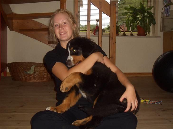 Berner sennenhund Samson - som sagt FULD AF ULYKKER og det er han stadigvæk... billede 12