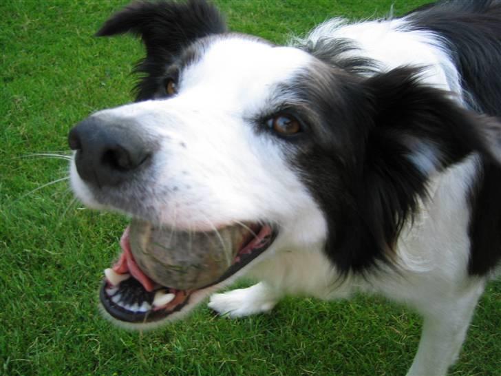 Border collie Andy (Canis) R.I.P - Gooffy billede 8