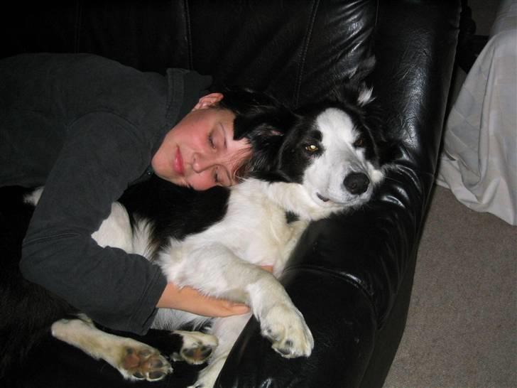 Border collie Andy (Canis) R.I.P - Hygge... billede 9