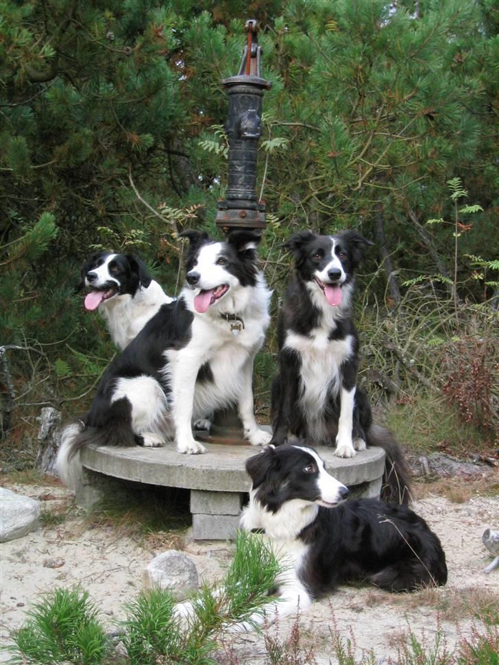 Border collie Andy (Canis) R.I.P - Andy, søster Kandis, datter Maddie og Jessie billede 10