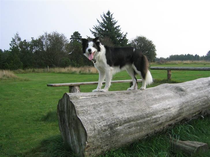 Border collie Andy (Canis) R.I.P - Andy i Marbæk billede 11