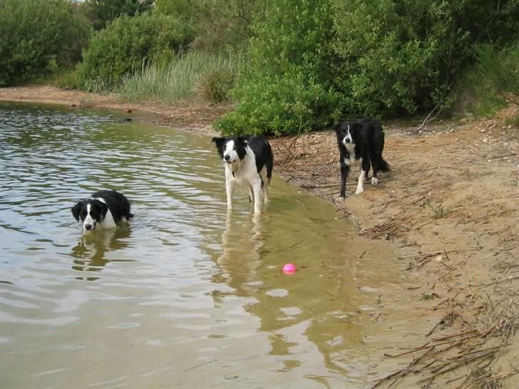 Border collie Andy (Canis) R.I.P - Andy i grusgraven med søster Kandis og datter Maddie billede 12
