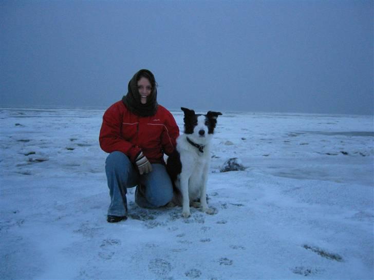 Border collie Andy (Canis) R.I.P - pyha en kold vinterdag ved diget billede 13