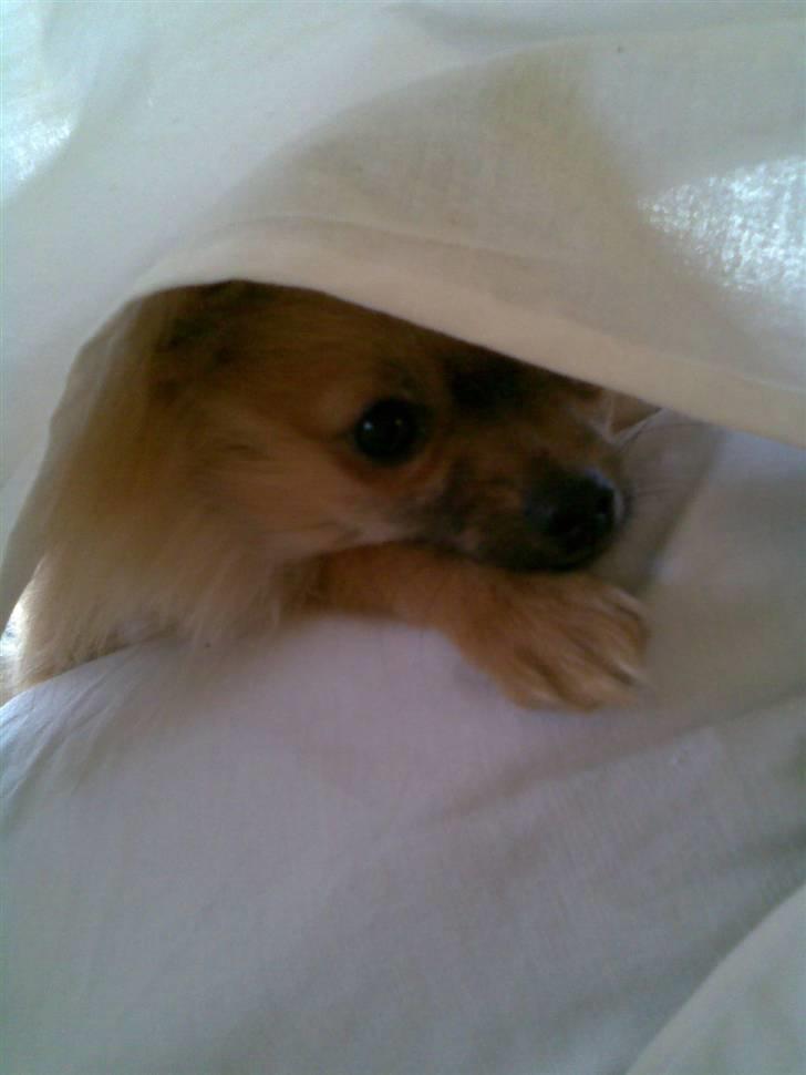 Pomeranian Malik R.I.P - Hej, jeg hedder Malik billede 2