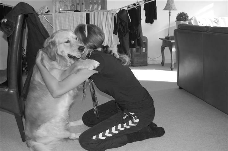 Golden retriever Futte | Himmel- Prinssen - R.I.P - Futte <33 billede 1