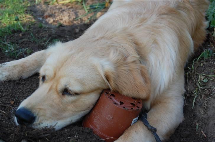 Golden retriever Futte | Himmel- Prinssen billede 2