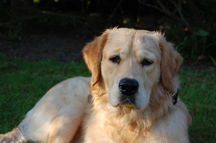 Golden retriever Futte | Himmel- Prinssen billede 3