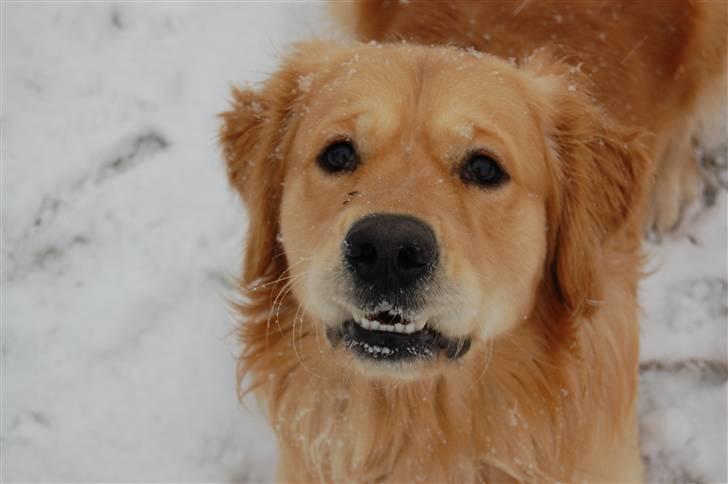 Golden retriever Futte | Himmel- Prinssen billede 4