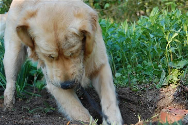 Golden retriever Futte | Himmel- Prinssen billede 5