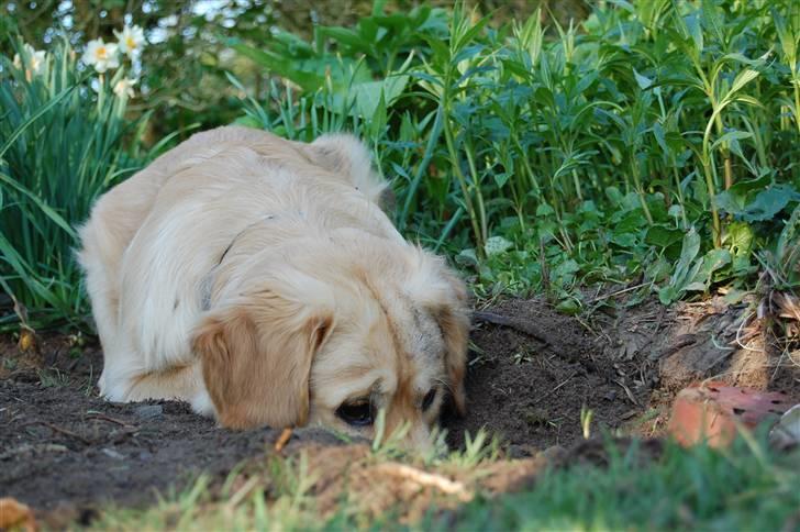 Golden retriever Futte | Himmel- Prinssen billede 6