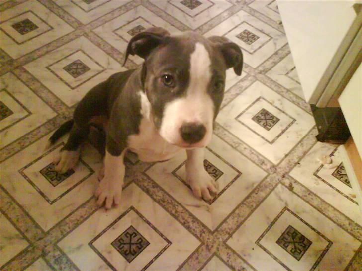 Amerikansk staffordshire terrier Commando Aio billede 7