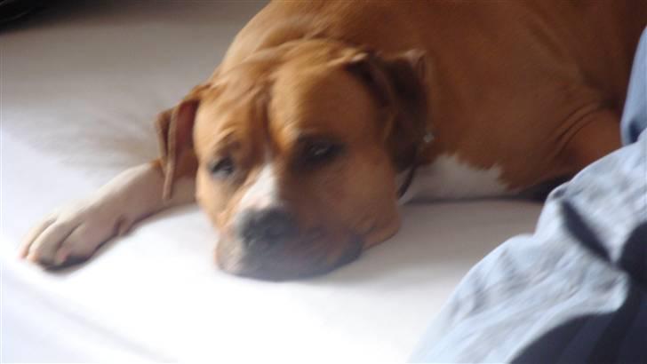 Amerikansk staffordshire terrier lissa r.i.p billede 2