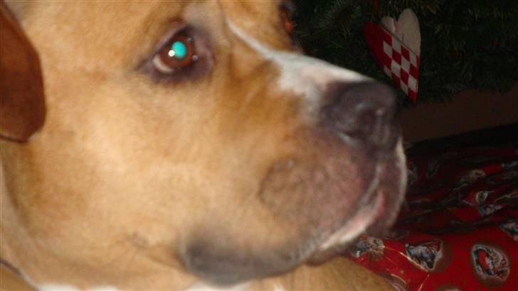Amerikansk staffordshire terrier lissa r.i.p billede 3