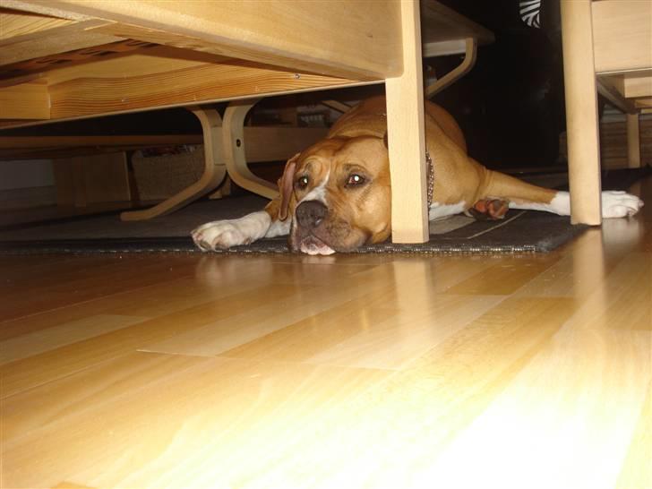 Amerikansk staffordshire terrier lissa r.i.p billede 4