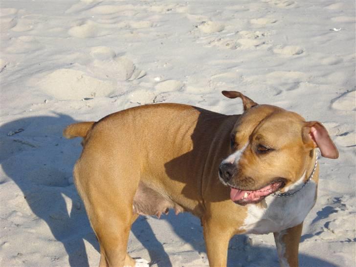 Amerikansk staffordshire terrier lissa r.i.p billede 5