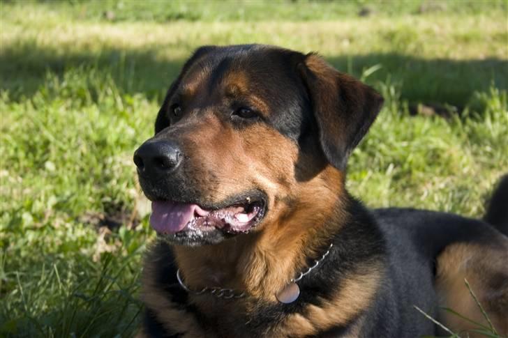 Blanding af racer Qato billede 1