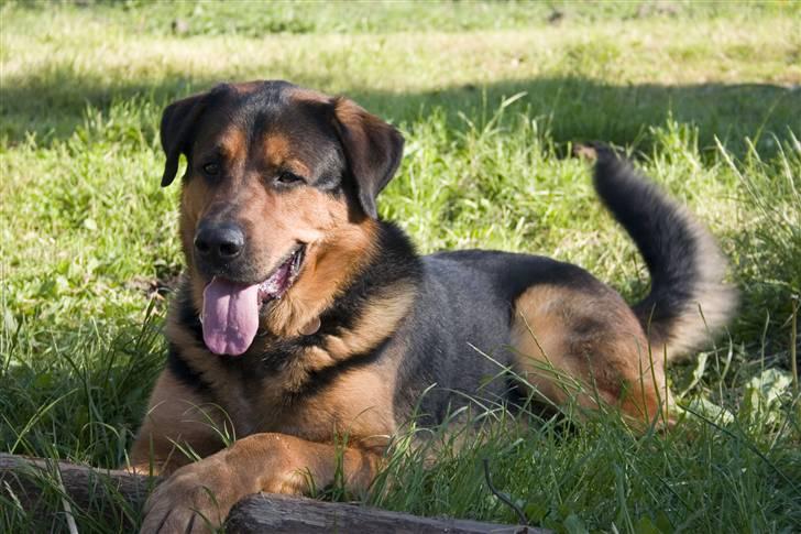 Blanding af racer Qato billede 2