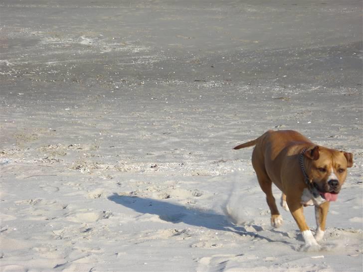 Amerikansk staffordshire terrier lissa r.i.p billede 6