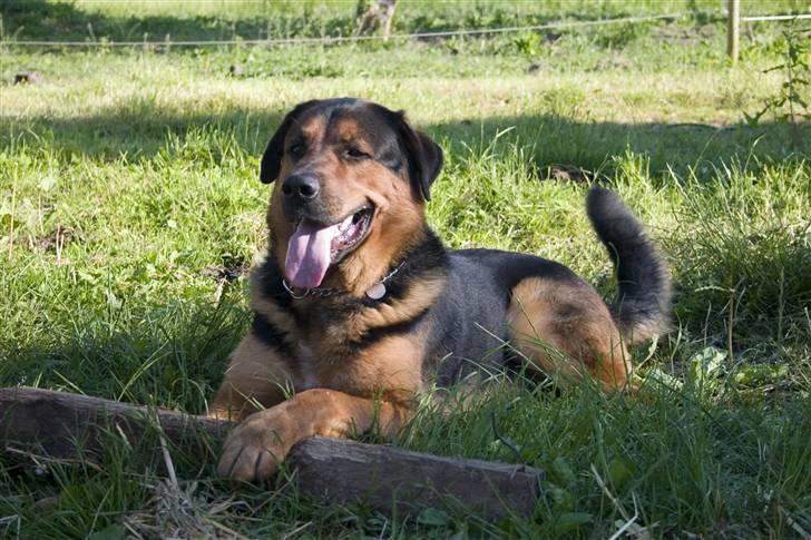 Blanding af racer Qato billede 3