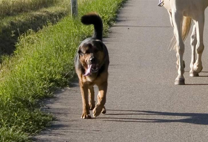 Blanding af racer Qato billede 4