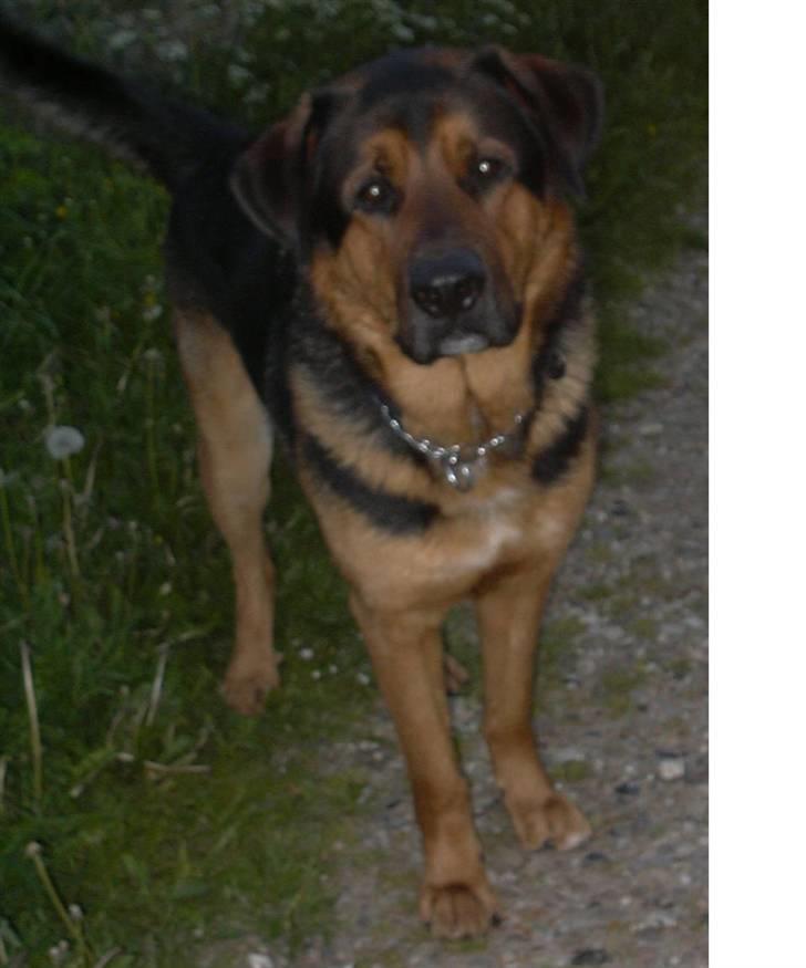 Blanding af racer Qato billede 5