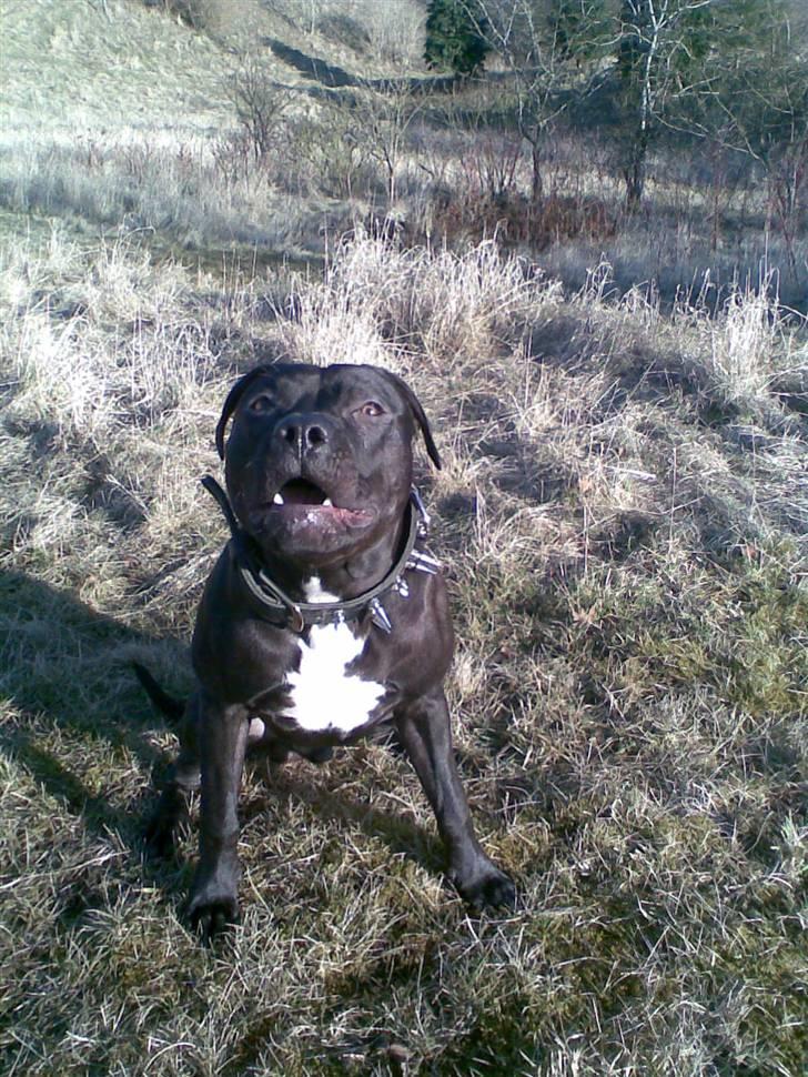 Amerikansk staffordshire terrier Briian =o) - ny billed .. seje =) billede 7