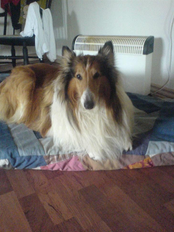 Collie langhåret Lassie | Himmel - Kongen - hej og velkommen til lassie´s profil:) billede 1