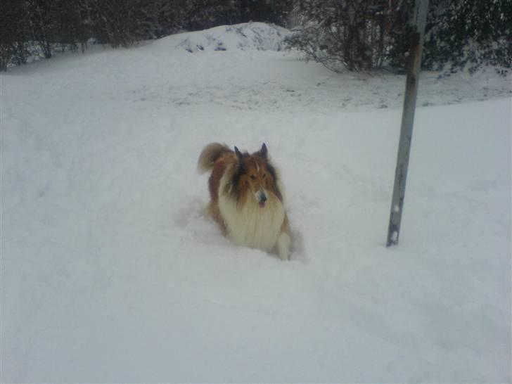 Collie langhåret Lassie | Himmel - Kongen - lassie i sne 2007:) billede 2