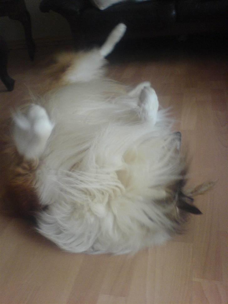 Collie langhåret Lassie | Himmel - Kongen - rule rule billede 3