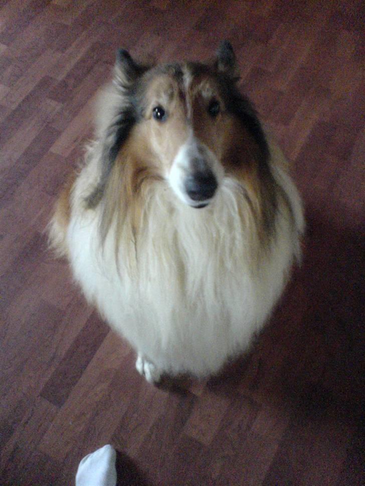 Collie langhåret Lassie | Himmel - Kongen - sød sød billede 4