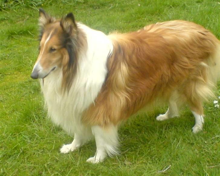 Collie langhåret Lassie | Himmel - Kongen - flot flot billede 5