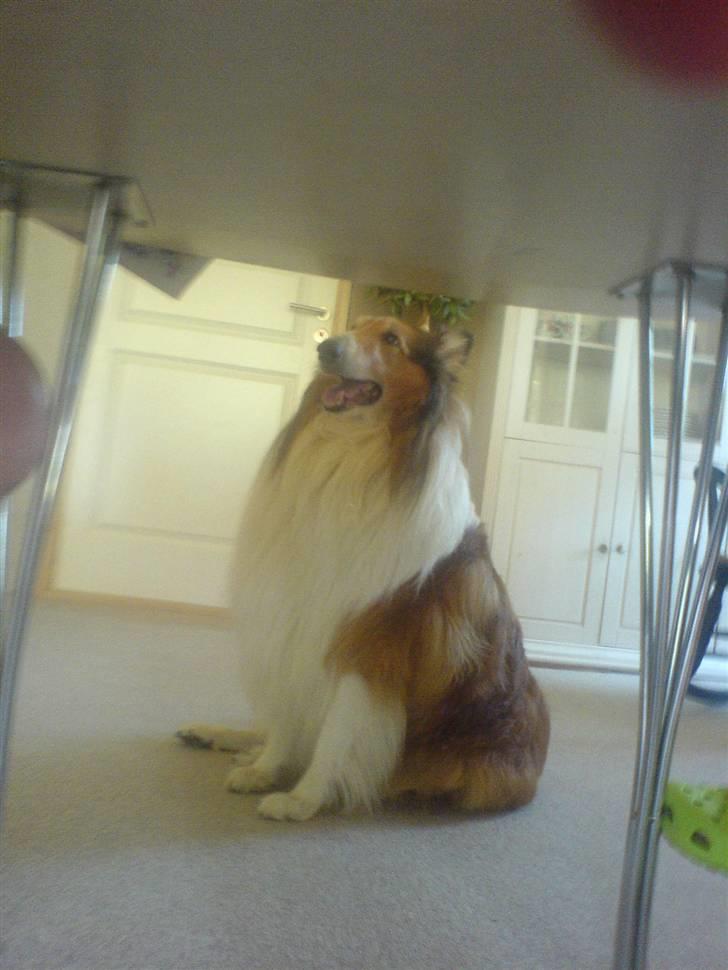 Collie langhåret Lassie | Himmel - Kongen - pemie hund:) billede 6