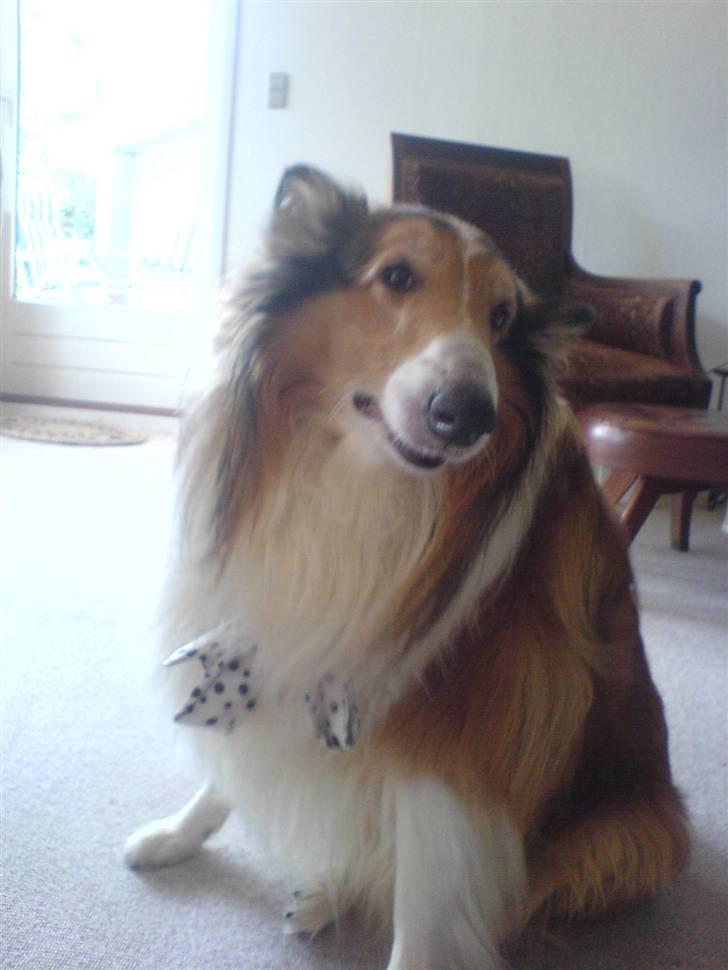 Collie langhåret Lassie | Himmel - Kongen - klør det??:) billede 7