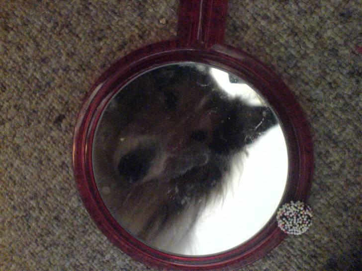 Collie langhåret Lassie | Himmel - Kongen - Arh!! jeg er sq kanon flot!! billede 8