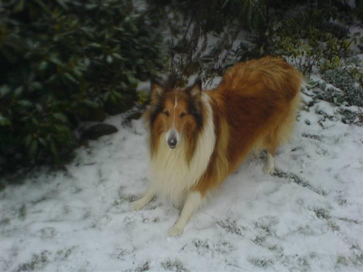 Collie langhåret Lassie | Himmel - Kongen - lassie i sne:) billede 9