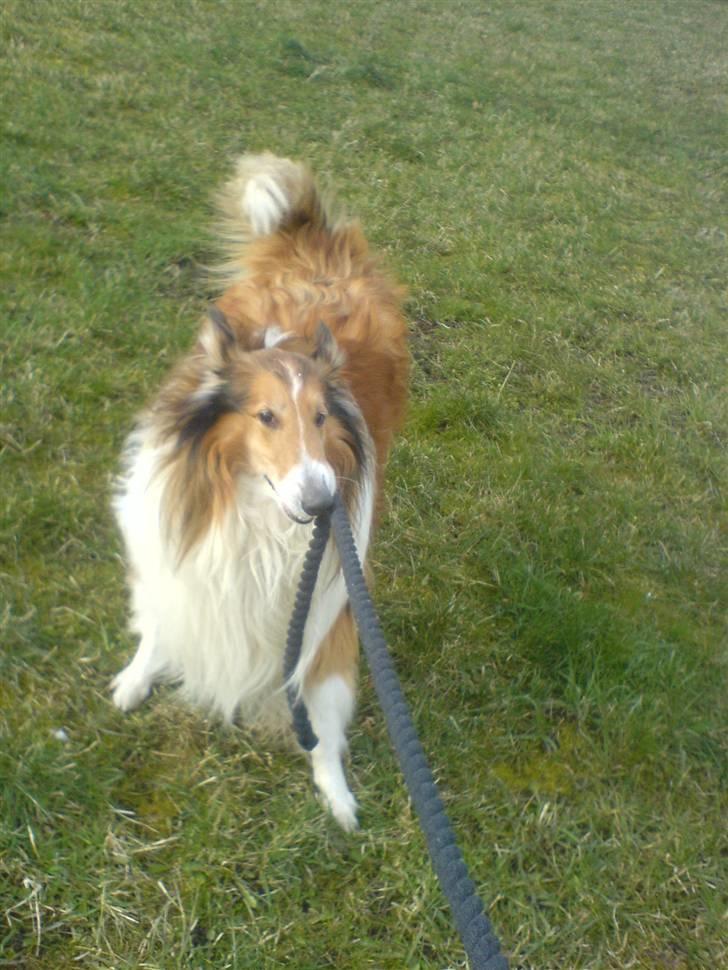 Collie langhåret Lassie | Himmel - Kongen - lassie leger igen billede 10