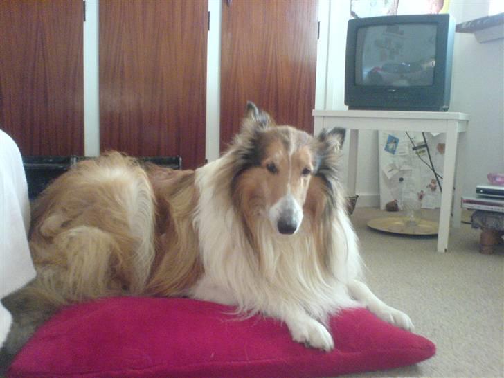 Collie langhåret Lassie | Himmel - Kongen - lassie:) revesover billede 11