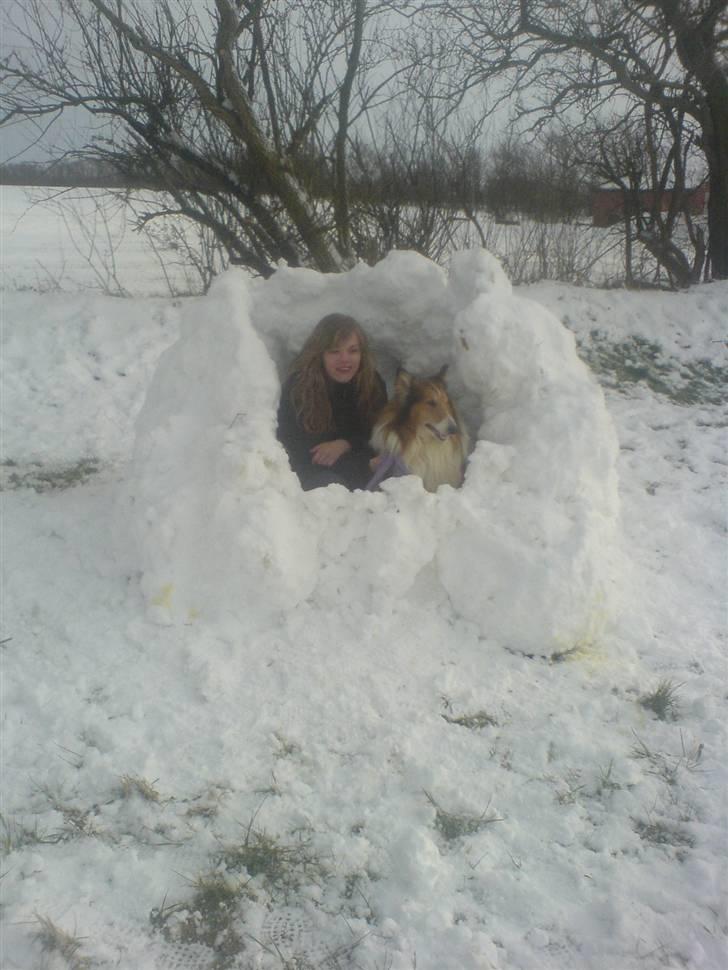 Collie langhåret Lassie | Himmel - Kongen - lassie i min iglo!!:) billede 12