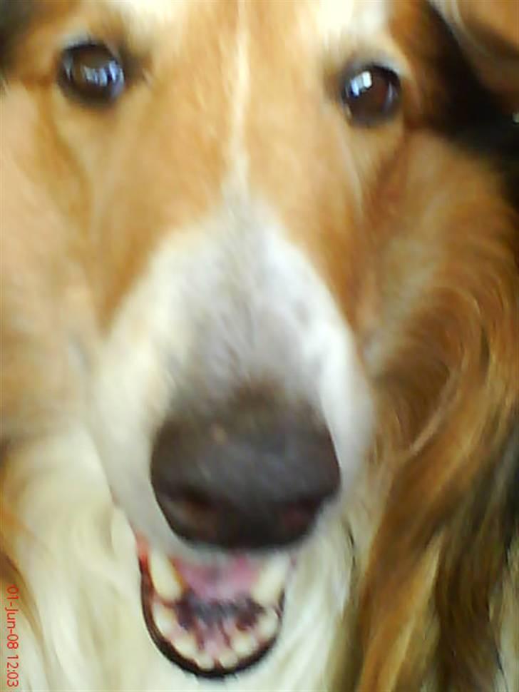 Collie langhåret Lassie | Himmel - Kongen - HALLO!xD billede 13