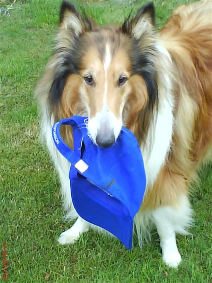 Collie langhåret Lassie | Himmel - Kongen - lassie leger:) billede 14