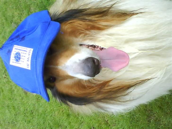 Collie langhåret Lassie | Himmel - Kongen - undskyld billedet ikke vender rigtig:/ billede 15