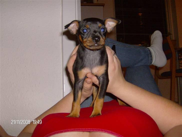 Dvaergpinscher "General" TITO - King of the world billede 1