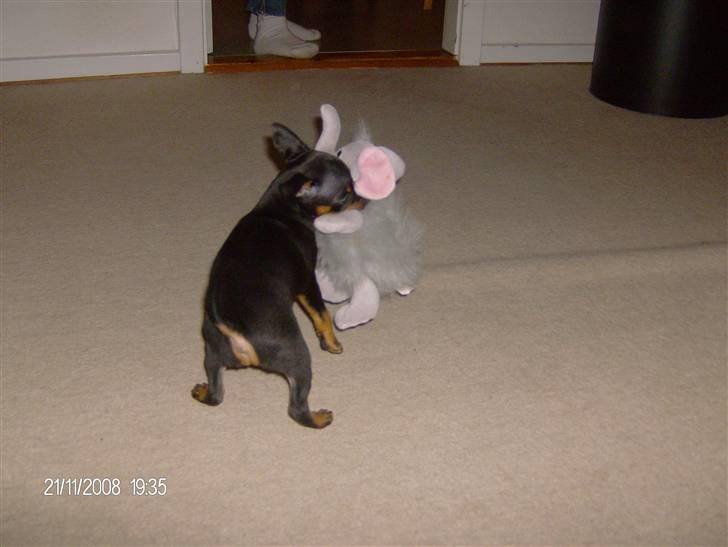 Dvaergpinscher "General" TITO - Bamsen er større end TITO, men det ved han ikke:-) billede 2
