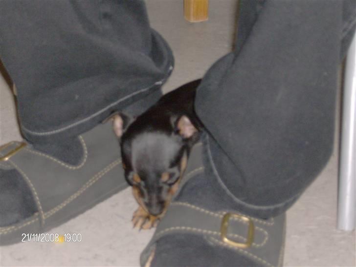 Dvaergpinscher "General" TITO - Ynglings sted når vi spiser, ved far´s fødder.  billede 3